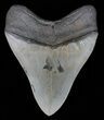 Serrated, Megalodon Tooth - Georgia #66187-2